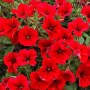 surfnia deep red8